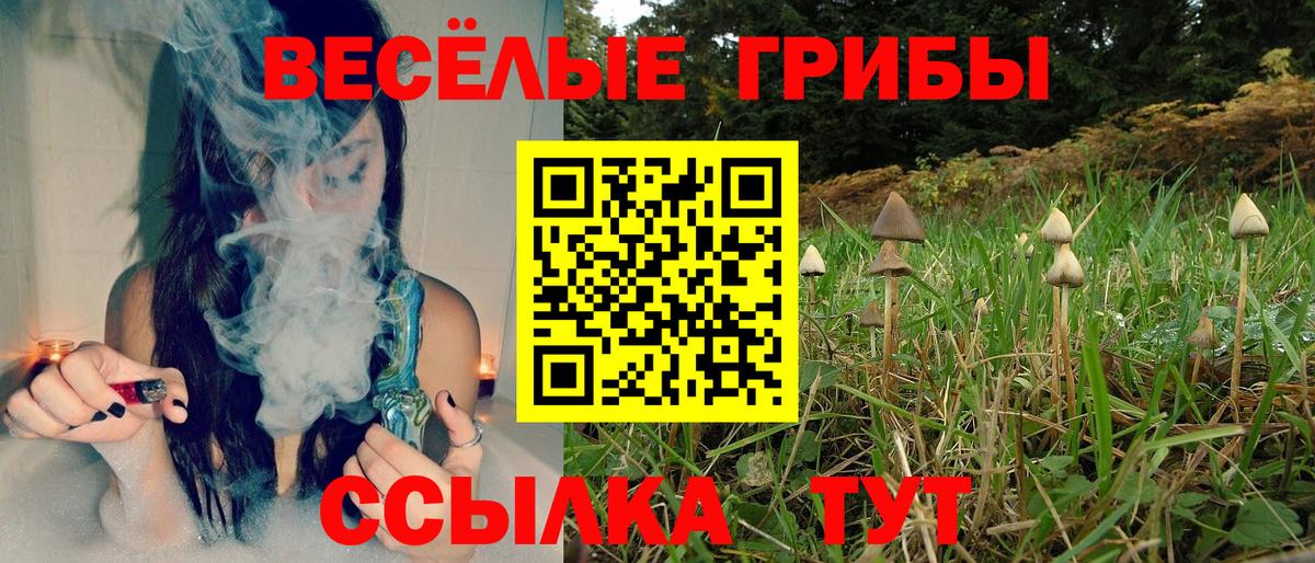 Котлас  Галлюциногенные грибы Psilocybe  Вход с VPN 